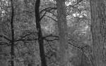 bomen